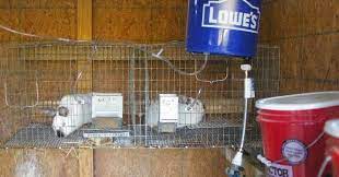 How To Build An Automatic Rabbit Watering System Low Cost Easy Rabbit Watering System You Can Easi Rabbit Waterer Automatic Watering System Automatic Waterer