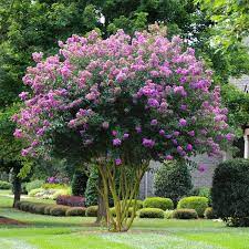 So, you can easily grow v. Muskogee Crape Myrtle Trees For Sale Fastgrowingtrees Com