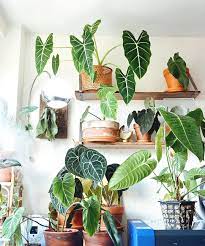 1 21 notable fossils from the early cretaceous include: 1 205 Likes 34 Comments Apartment Botanist Apartmentbotanist On Instagram Gathering The Aroids In For A Fami Plant Decor Plant Spacing Planting Flowers