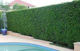 Bei der frage, welche hecke man am besten wählen sollte, rate ich dir, auf bewährte gehölze wie wie thuja, hainbuche, rotbuche oder liguster zurückzugreifen. Welche Hecken Wachsen Schnell