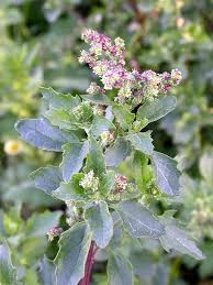 Image result for Chenopodiastrum