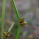 Image result for Schoenoplectiella mucronata