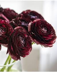 Image result for Ranunculus volkensii