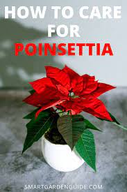 Poinsettia Plant Care Tips Poinsettia Plant Decor For The Holiday Season Poinsettia Plants Make A Grea Poinsettia Plant Plant Care Houseplant Poinsettia Care