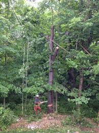 Explore costs to install xeriscaping and drought tolerant plants. Tree Care Tree Service Columbus Oh