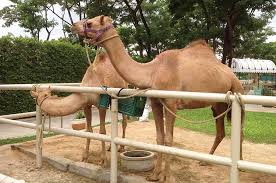 For example, the proxy parameters for an environment is always going to be the same. Camel Republic Hua Hin Entrance Fee