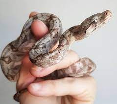 Hog Island Boa Pet Snake Cute Snake Reptiles Pet