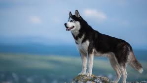 They are quick and light on their feet, with. Siberian Husky All About Dogs
