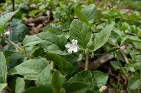 Image result for Clinopodium uhligii