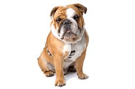 Here at one of a kind we are trying to do our part to fight back against the problem caused by people doing backyard breeding. English Bulldog Puppies For Sale In Ontario Adoptapet Com