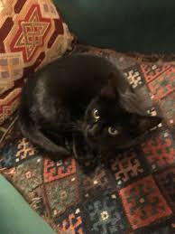 Have you seen our digital advertisement inside and outside @kingsgateshops in #huddersfield? Adrienne Nash On Twitter Happy New Year Give Your New Kitty A Chirrup Fuss From Me Glad You Re Not Near Us Have 2 Blacks 2 New Black Kitties Next Door