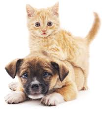 Subscribe or browse our archives. Animal Care Associates Total Pet Care