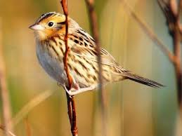 Birds Of Central Illinois The Le Conte S Sparrow Ammodramus Leconteii Is One Of The Smallest Sparrow Species In North America The Le Conte S S Missouri Birds Backyard Birds Wild Cats