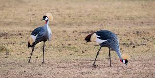 Cặp Chim Sếu Vương Miện Xám Chim Châu Phi Specie Có Nguy Cơ Tuyệt Chủng  Balearica Regulorum Hình ảnh Sẵn có - Tải xuống Hình ảnh Ngay bây giờ -  iStock