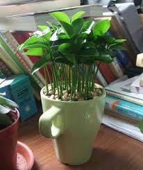 The steps (below) show you how to prepare the seeds, germinate them, and plant them pots. How To Plant Lemon Seeds Indoors