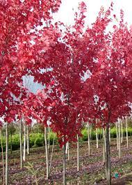 No one seems to know the whole story of why it was selected by the citizens of this smallest of states. Summer Red Maple Tree Tlc Garden Centers