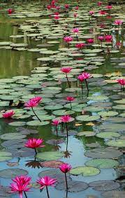 Enhance the beauty of your water garden with our colorful hardy water lilies. Water Lily Lily Water Lily Pond Water Lilies Beautiful Flowers