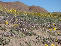 2016 superbloom in death valley, california due to el nino weather. Death Valley Super Bloom