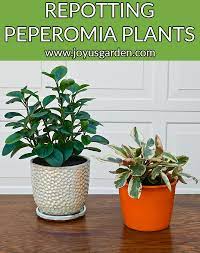 Allow the soil to dry between watering. Repotting Peperomia Plants Plus The Proven Soil Mix To Use