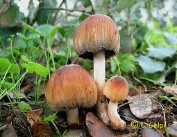 Image result for Coprinus micaceus