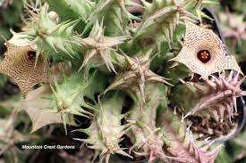 Image result for Huernia erectiloba