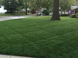 Lift your spirits with funny jokes, trending memes, entertaining gifs, inspiring stories, viral videos, and so much more. A Homeowner Step By Step Tall Fescue And Kentucky Bluegrass Lawn Guide K State Turf And Landscape Blog