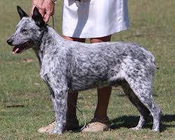 The ears are broad at the base, set wide apart on the head and of medium size. Dogs In The World On Twitter Australian Stumpy Tail Cattle Dog Wdogsintheworld By T Cianciani From Club Of Nsw Inc Australianstumpytailcattledog Dogaustralian Dogintheworld Https T Co Nwfyf4pt5l