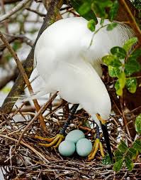 Birds Of Central Florida Nesting Snowy Egret From Florida Birds Collection By Artist Dawn Currie I Love Shooting These Beautiful Bird Beautiful Birds Bird Art National Wildlife Refuge