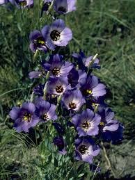 Image result for eustoma maurine