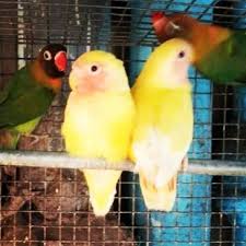 We did not find results for: Gorgeous Sweet Lovebirds Kangar Pet Shop Has Many Different Colors Of Lovebirds Many Of Our Birds Have Already Paired And Are Startin Pet Shop Pets Your Pet