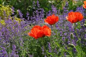 Theresa was happy to plant three of these flowers in her our lady of grace mary garden. Common Zone 5 Perennials Perennial Flowers For Zone 5 Gardens Zone 5 Plants Flowers Perennials Perennial Plants