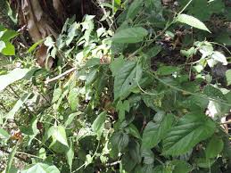 Image result for Tragia brevipes-benthamii-okanyu