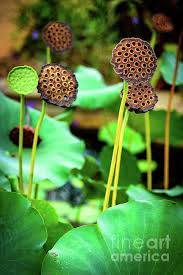 Lotus Plant Lotus Seed Pods Carry All Pouch For Sale By Global Light Photography Nicole Leffer In 2021 Lotus Plant Seed Pods Seed Pods Art