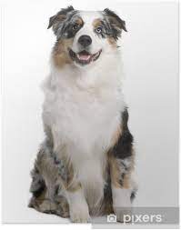Beach style furniture stores australian shepherd. Australian Shepherd Dog 9 Months Old Sitting Poster Pixers We Live To Change
