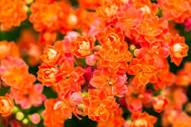 Les Fleurs Qui Fleurissent Toute L Annee Fleurs Fleurir Planter Des Fleurs