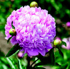 Vi produserer stauder til engros markedet. De Beste Plantene I Hagen Hage