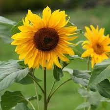 Benih biji seed sunflower bunga matahari lokal 50 biji. Jual Tanaman Bunga Matahari Lokal Terbaru Juni 2021 Blibli