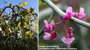 Check spelling or type a new query. Small Or Dwarf Weeping Trees For Landscaping With Pictures