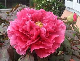 How To Grow Peonies In Containers Hunker Growing Peonies Planting Peonies Peonies Garden