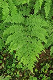 Image result for Athyrium annae