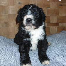 Bernedoodle puppies for sale canton ohio. Bernedoodle Puppies For Sale Canton Oh 185593