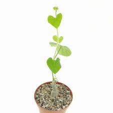 Image result for Kedrostis leloja