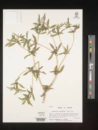 Image result for Flaveria trinervia