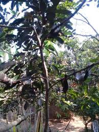 Pada akhirnya, lem akan mulai melonggar dan tikus bisa membebaskan diri. Assalamualaikum Gak Jual Pulut Anti Zonk Setu Bekasi Facebook