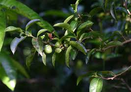 Image result for Sapium