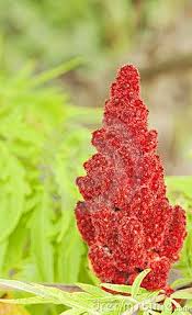 Check spelling or type a new query. Red Cone Fruit Of The Tiger Eyes Sumac Plant Sumac Plant Plants Garden Shrubs