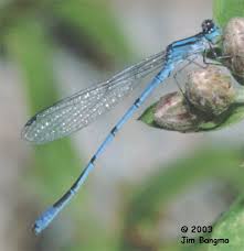 Image result for Inhambanella