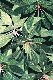 Untitled Drawing Wallpaper Plant Drawing Tropical Illustration