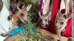 There probably isn't a man who has ever lived on this planet who didn't thankfully, kangaroos belong to the group of adorable and extremely friendly animals. Australian Wildlife Charities Say They Have Plenty Of Pouches For Injured Koalas And Kangaroos So Please Stop Sending Them Cnn