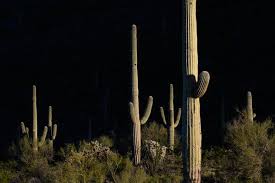 Azcentral reports that there is damage to the park that dates as far back as 1997, when the u.s. Park Service Says Archaeological Sites Are Imperiled By Border Wall The New York Times